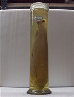 藏品(草魚)的圖片